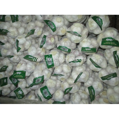 Top Quality Fresh Normal Garlic